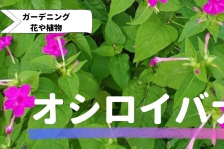 オシロイバナ