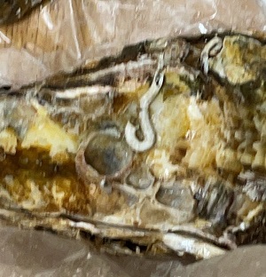 殻付き牡蠣　セルガキ