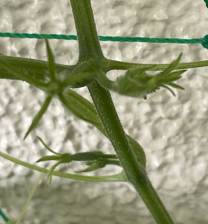 きゅうり　成長過程　ベランダ菜園　ミニきゅうり　蕾　つぼみ