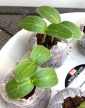 ミニきゅうり　発芽から定植