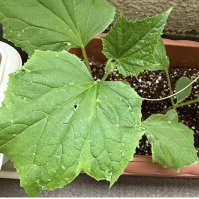 きゅうりの葉 斑点 穴