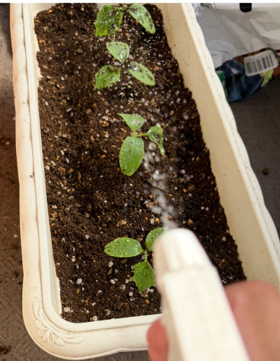 ミニきゅうり葉っぱに土がついてプランター菜園