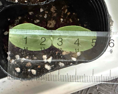 ミニきゅうり 発芽後葉っぱの大きさ 成長記録写真 ベランダ菜園 プランター菜園