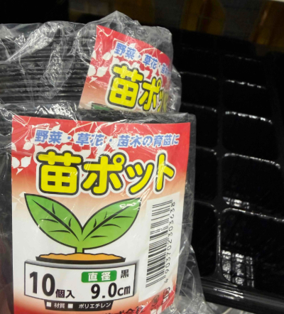 ミニキュウリ　カクテルきゅうり　きゅうりの種まき