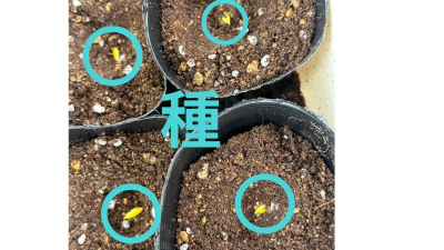 ミニキュウリ　カクテルきゅうり　きゅうりの種まき