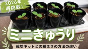 ミニきゅうり　きゅうり栽培キット　土ポット　ベランダ菜園　ベランダ栽培