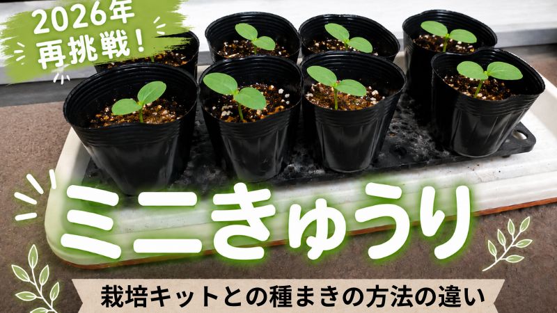 ミニきゅうり　きゅうり栽培キット　土ポット　ベランダ菜園　ベランダ栽培