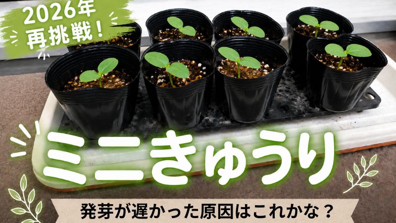 ミニきゅうり　再挑戦　プランター栽培
