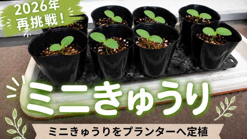 ミニきゅうりをプランターへ定植