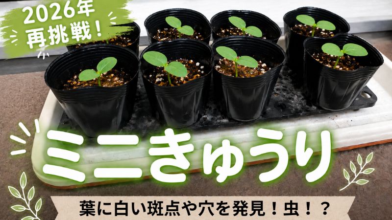 ミニきゅうりの葉っぱに白い斑点や穴を発見 対策・予防