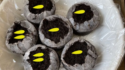 ミニきゅうり種　肥料入り土ポット