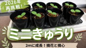 ミニきゅうりが2メートルに成長　ミニきゅうり　摘花　摘心