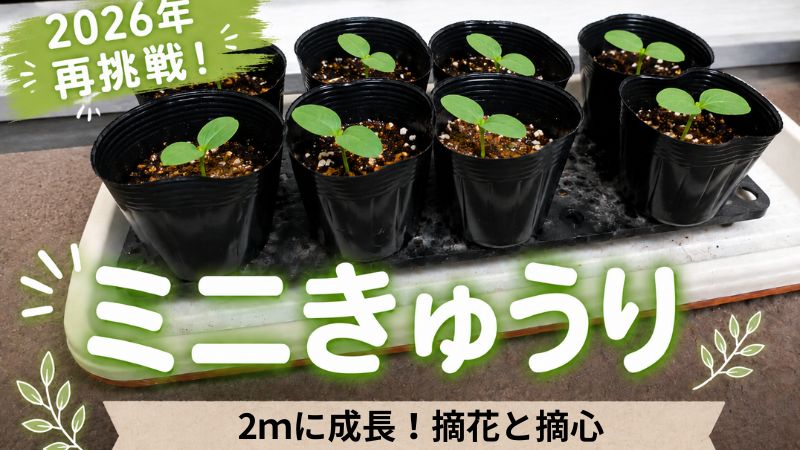 ミニきゅうりが2メートルに成長　ミニきゅうり　摘花　摘心