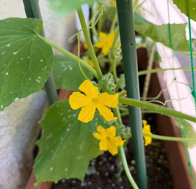 ミニきゅうりの花