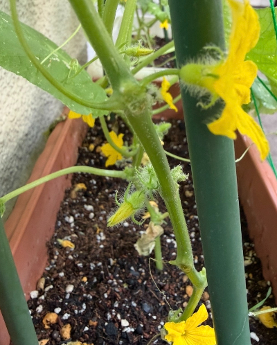 ミニきゅうりの花