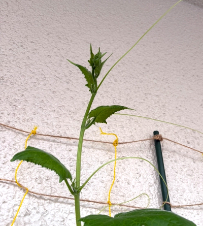 ミニきゅうり