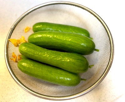 ミニきゅうり　収穫