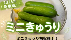 ミニきゅうり　初収穫